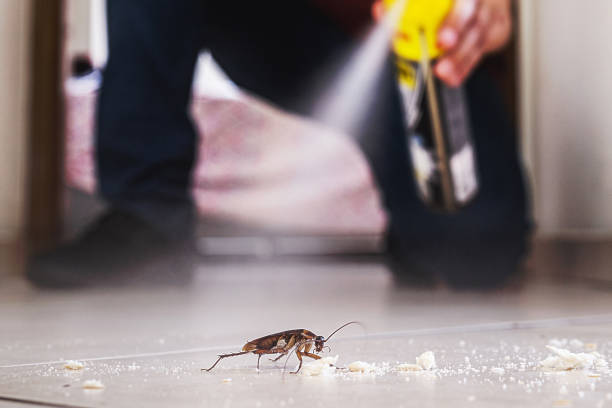 Best Termite Control Services  in Devens, MA